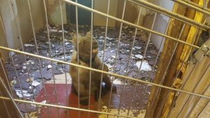 На юге столицы в гараже обнаружен медведь. Фото: Социальные сети Фото: Социальные сети