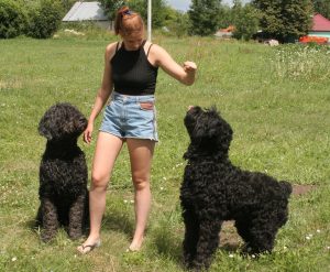 6 июля 2016 года. Будущий кинолог Вероника Чванова знает толк в дрессировке русских терьеров 6 июля 2016 года. Будущий кинолог Вероника Чванова знает толк в дрессировке русских терьеров