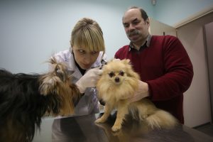 23 июля 2016 года. Перед вакцинацией собаки проходят медосмотр. Фото: Антон Гердо.
