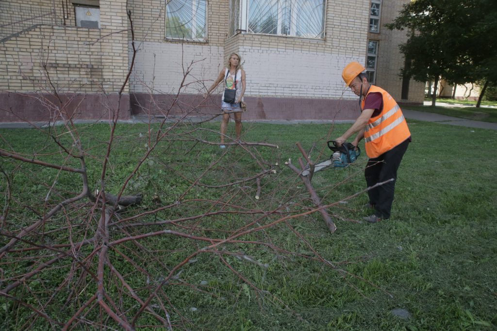 Готовим липы к сезону ветров