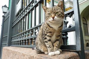 Эрмитажных котов сотрудники музея ласково называют "эрмиками". Фото: Википедия