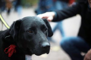 Жителей восточного Бирюлева научат дарить любовь братьям нашим меньшим. Фото: "Вечерняя Москва" Жителей восточного Бирюлева научат дарить любовь братьям нашим меньшим. Фото: "Вечерняя Москва"