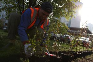 До конца ноября вдоль Каширского и Варшавского шоссе высадят деревья. Фото: "Вечерняя Москва"