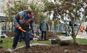 Новые каштаны высадили на Большой Тульской улице. Фото: "Вечерняя Москва" Новые каштаны высадили на Большой Тульской улице. Фото: "Вечерняя Москва"
