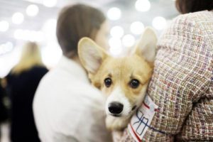 Акция "День бездомных животных" пройдет в «Битцевском лесу». Фото: "Вечерняя Москва"