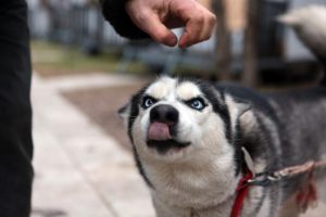 Новые барьеры для тренировки собак появятся на улице Орджоникидзе. Фото: "Вечерняя Москва"