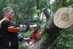 Молпалата помогла избавить район Москворечье-Сабурово от мешающих жителям веток. Фото: "Вечерняя Москва"