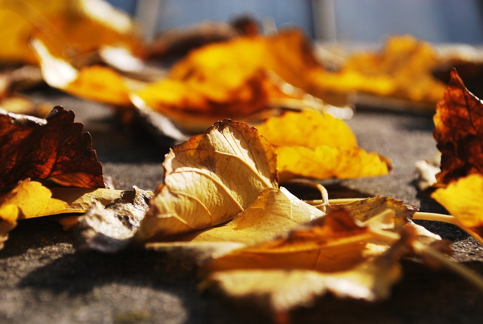 Фото: pixabay.com Фото: pixabay.com