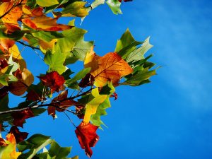 Фото: pixabay.com Фото: pixabay.com