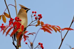 Фото: pixabay.com Фото: pixabay.com
