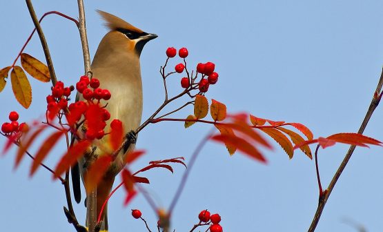 Фото: pixabay.com