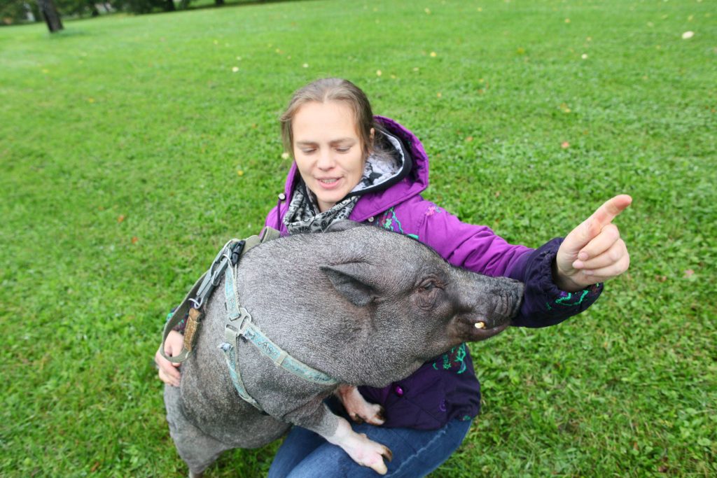 Друзья подложили дрессировщице свинью-акробата