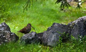 Редкие животные, которых можно встретить в Битцевском лесу: вальдшнеп