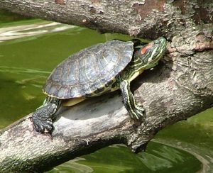 Американские красноухие черепахи вытесняют московских из реки Яуза. Фото: Википедия