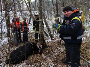 В Бирюлевском дендропарке спасли раненую корову. Фото: Анна Никульникова В Бирюлевском дендропарке спасли раненую корову. Фото: Анна Никульникова