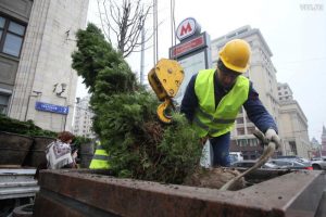 Липы высадят на Тверской уже в начале ноября. Фото: архив, "Вечерняя Москва"