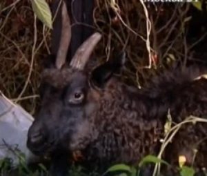 Потерявшийся козел гулял по ночной Москве. Фото: скриншот с видео, опубликованного m24.ru Потерявшийся козел гулял по ночной Москве. Фото: скриншот с видео, опубликованного m24.ru