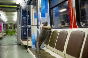 Британский кот первым оценил Шекспировский поезд в Московском метро