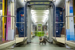 Британский кот первым оценил Шекспировский поезд в Московском метро