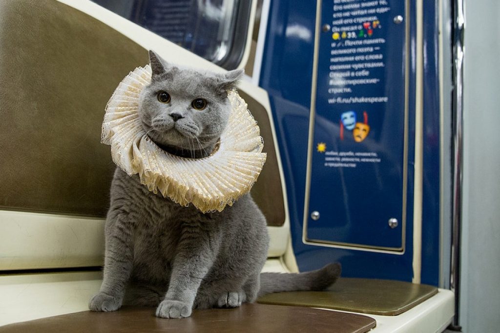 Британский кот первым оценил Шекспировский поезд в Московском метро