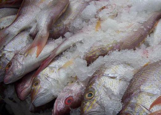 Более 300 килограммов запретной рыбы из Шри-Ланки задержали в «Домодедово»