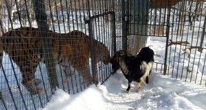 Дружбе тигра Амура и козла Тимура исполнился год