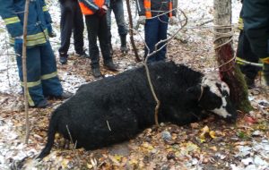31 октября 2016 года. Бесхозная корова забралась в Бирюлевский дендрарий. Фонд "БИМ" приютил беглянку 31 октября 2016 года. Бесхозная корова забралась в Бирюлевский дендрарий. Фонд "БИМ" приютил беглянку