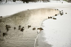 19 января 2014. Утки, зимующие в прудах парка Кузьминки.