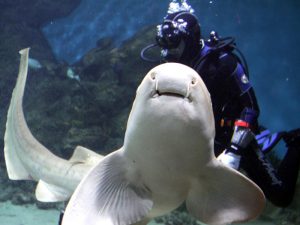 Интерактивная выставка акул в "ЗооДепо". Фото: Анна Иванцова