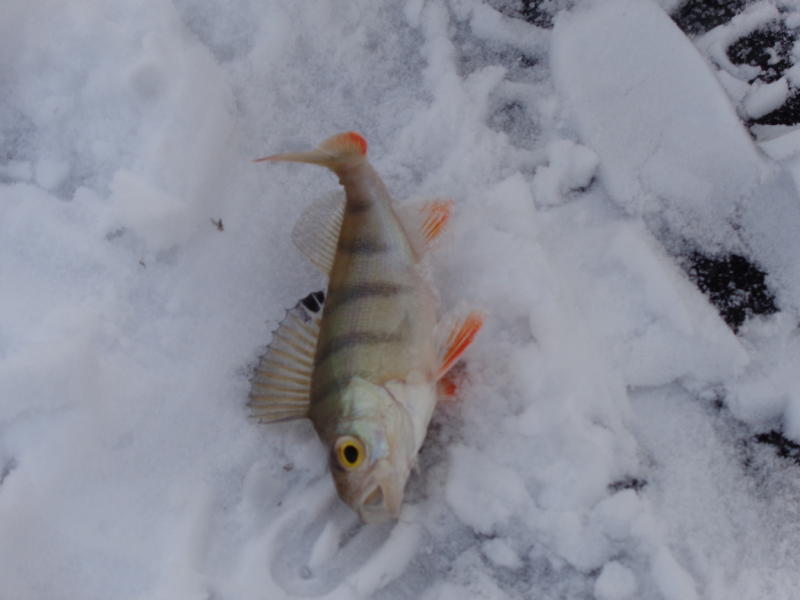 О чем нужно помнить при подледном лове: безопасность на зимней рыбалке