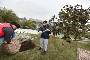 Высадка деревьев на Каширском шоссе Фото: "Вечерняя Москва"