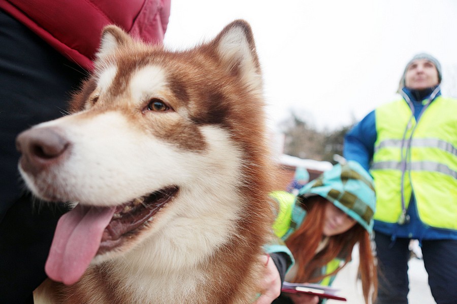 В праздники москвичи смогут прокатиться на собачьих упряжках и лошадях