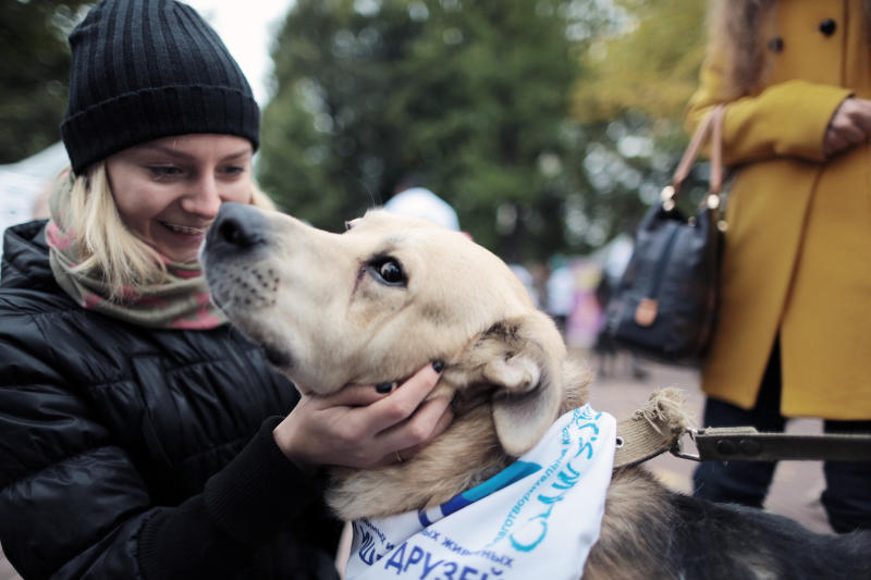 Школьники из Донского района собрали корм и медикаменты для приюта животных
