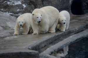 Горожане смогут посетить 16 бесплатных экскурсий в Московском зоопарке 18 и 19 февраля. Фото: архив, "Вечерняя Москва"