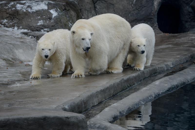 Гиды столичных музеев проведут 16 бесплатных экскурсий в Московском зоопарке
