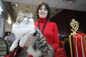 20 февраля 2017 года. Заводчица Светлана Казакова и шотландский кот Олимпик Бой. Фото: Пелагия Замятина 20 февраля 2017 года. Заводчица Светлана Казакова и шотландский кот Олимпик Бой. Фото: Пелагия Замятина