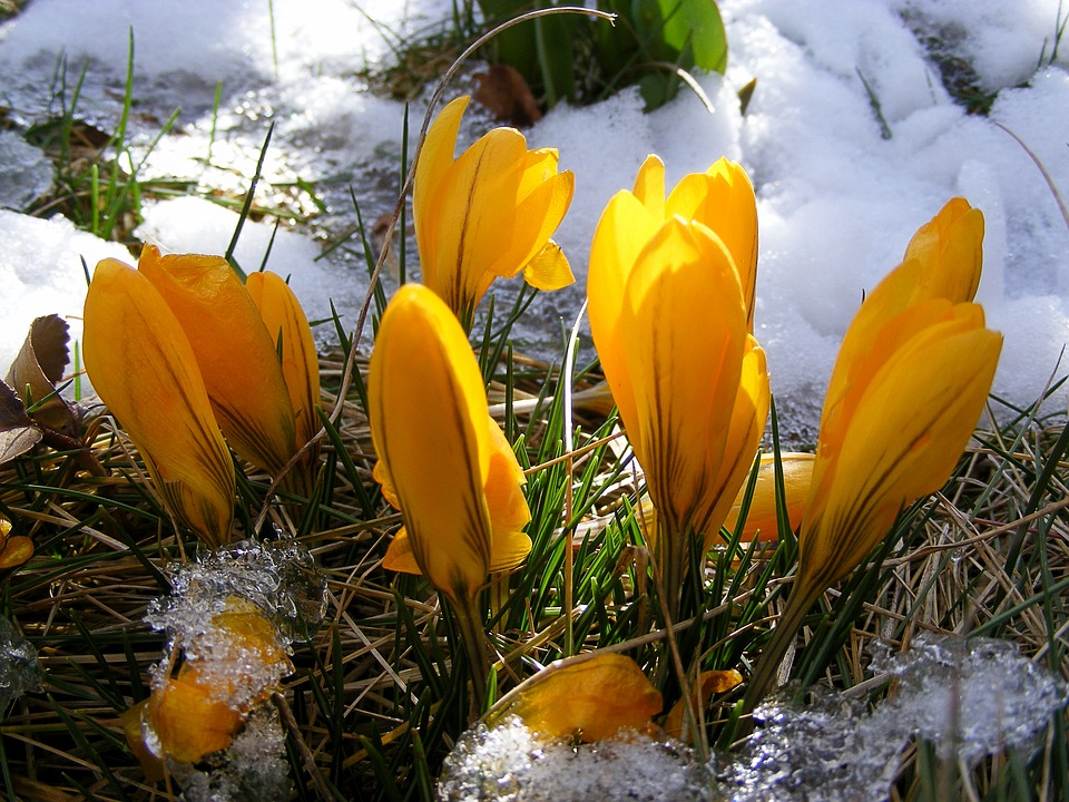 Весне дорогу: первые цветы распустились в оранжереях «Царицыно»