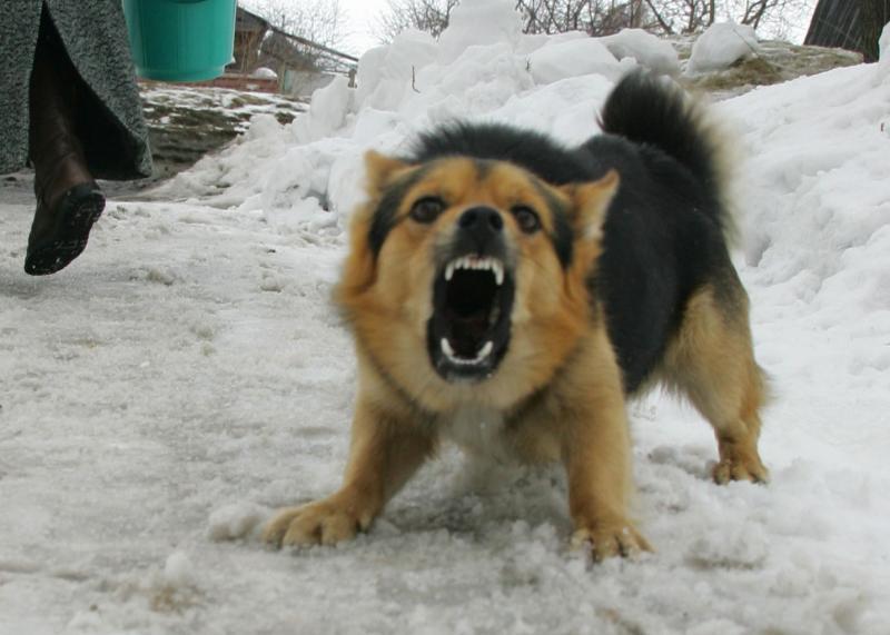 Собака бойцовской породы напала на двух женщин в Москве