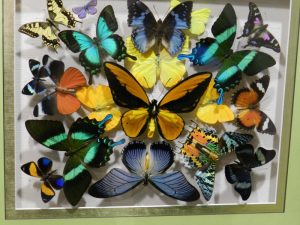 Экзотических бабочек и насекомых покажут полотна художницы. Фото: архив, "Вечерняя Москва"
