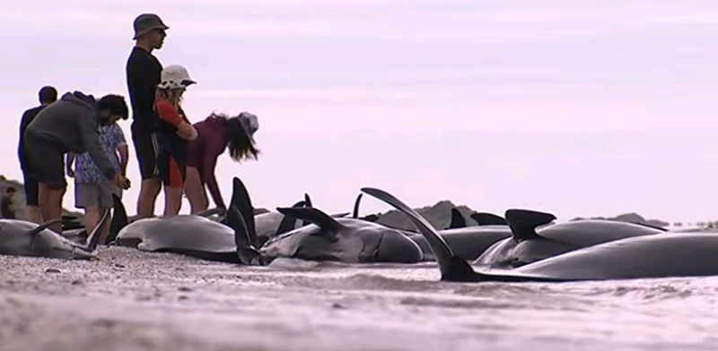 Более 400 дельфинов-самоубийц выбросились на берег Новой Зеландии