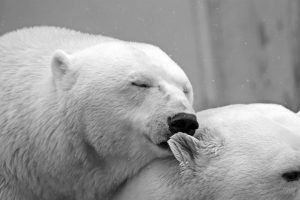 На снимках и картинах будут изображены белые медведи, полярные совы и другие обитатели снежных пустынь. Фото: pixabay.com
