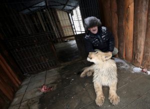 6 марта 2017 года. Арвидас Яблонскис, управляющий Центра передержки диких животных под Яхромой, со львом Лемом. Львенок пока еще скованно двигается, но уже набирает вес, усиленно питаясь. Фото: Сергей Шахиджанян 6 марта 2017 года. Арвидас Яблонскис, управляющий Центра передержки диких животных под Яхромой, со львом Лемом. Львенок пока еще скованно двигается, но уже набирает вес, усиленно питаясь. Фото: Сергей Шахиджанян