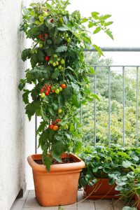Помидоры можно выращивать как многолетнюю культуру. На второй год куст одеревенеет и превратится в настоящее «томатное дерево». Фото: SHUTTERSTOCK