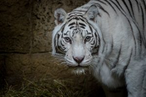 Московский зоопарк «выпустит» тигра и манула в День кошек