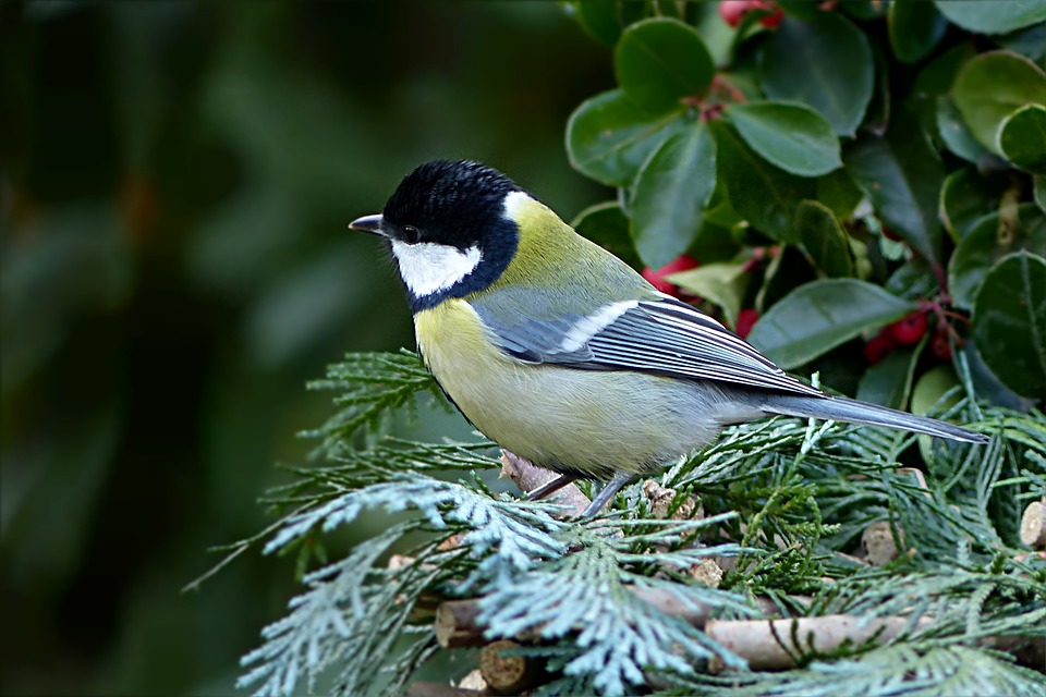 Различать голоса птиц научат в «Битцевском лесу»