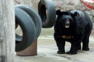 С 1 апреля Московский зоопарк перейдёт на летний режим работы. Фото: архив "Вечерняя Москва"