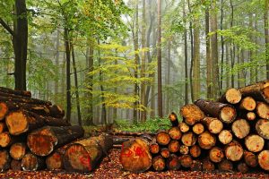 Детям расскажут, как защитить леса и природу. Фото: pixabay. com Детям расскажут, как защитить леса и природу. Фото: pixabay. com