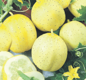 «ЦИТРОН» - среднеранний (35–40 дней) сорт огурца с шарообразными или яйцевидными плодами. Предназначен для выращивания в открытом грунте или под пленочными укрытиями. Урожай снимают при размере плода 7–8 см. «Лимонный» вид плоды приобретают по мере созревания. Данный сорт отличается высокой урожайностью и великолепными вкусовыми качествами.