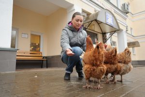 13 апреля 2017 года. Секретарь ТЦСО «Царицынский» Ирина Кравцова всегда рада угостить местных питомцев белым хлебом. Фото: Пелагия Замятина 13 апреля 2017 года. Секретарь ТЦСО «Царицынский» Ирина Кравцова всегда рада угостить местных питомцев белым хлебом. Фото: Пелагия Замятина