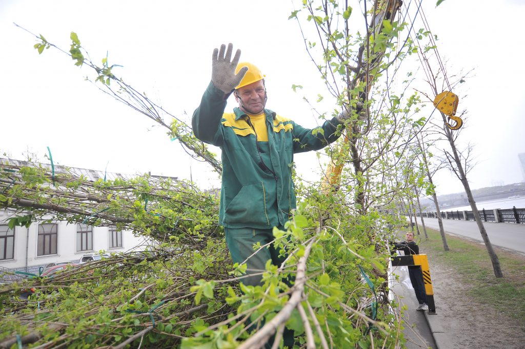 Озеленение в рамках акции «Миллион деревьев» ждет около 900 дворов Москвы